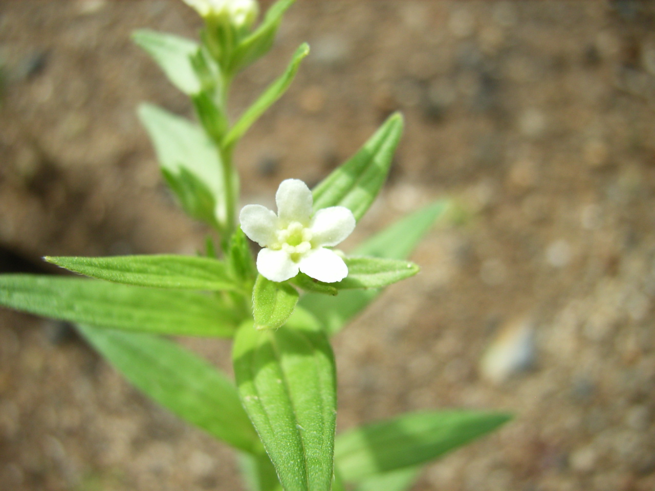 Lithospermum erythrorhizon Siebold & Zuccarini
